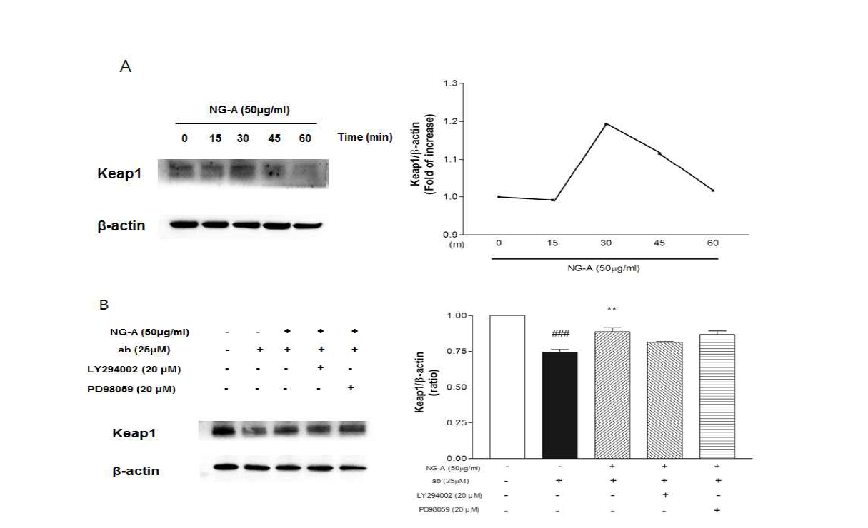 NG-A의 keap1 발현 조절 효능 평가.