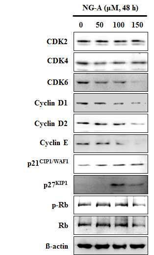 Effect of NG-A on expression of cell cycle-related proteins. Effect of NG-A on the protein level of CDK2, CDK4, CDK6, cyclin D1, cyclin D2, cyclin E, p21CIP1/WAF1, p27KIP1, p-RB and Rb in A549 cells. A549 cells were treated with NG-A (50, 100, 150 μM) for 48 h. β-actin was detected as protein loading control.