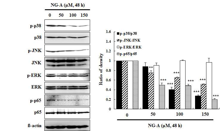 Effect of NG-A on the MAPK and NF-κB phosphorylation in A549 cells. A549 cells were treated with NG-A (50, 100, 150 μM) for 48 h. β-actin was detected as protein loading control. The data shown represent mean ± SD of three independent experiments. **P < 0.01 and ***P < 0.001 vs control group.