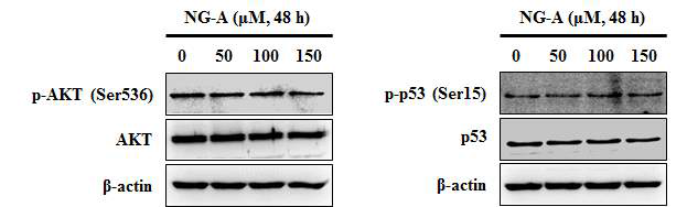Effect of NG-A on the akt and p53 phosphorylation in A549 cells. A549 cells were treated with new ginsenoside-A (50, 100, 150 μM) for 48 h. β-actin was detected as protein loading control.
