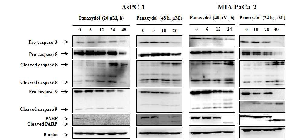 Activation of caspases in panaxydol-induced apoptosis in AsPC-1 and MIA PaCa-2 cells.