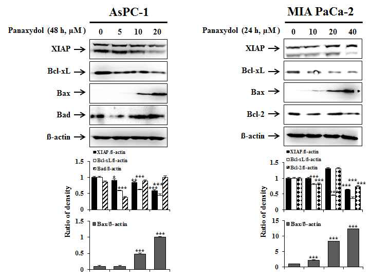 Effect of panaxydol on the expression of Bcl-2 family protein and XIAP in AsPC-1 and MIA PaCa-2 cells.