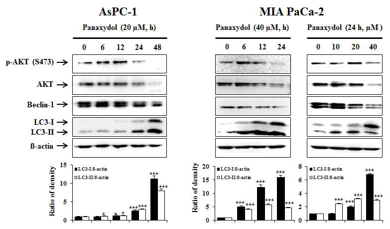 Effect of panaxydol on the expression of autophagic protein and akt in AsPC-1 and MIA PaCa-2 cells.