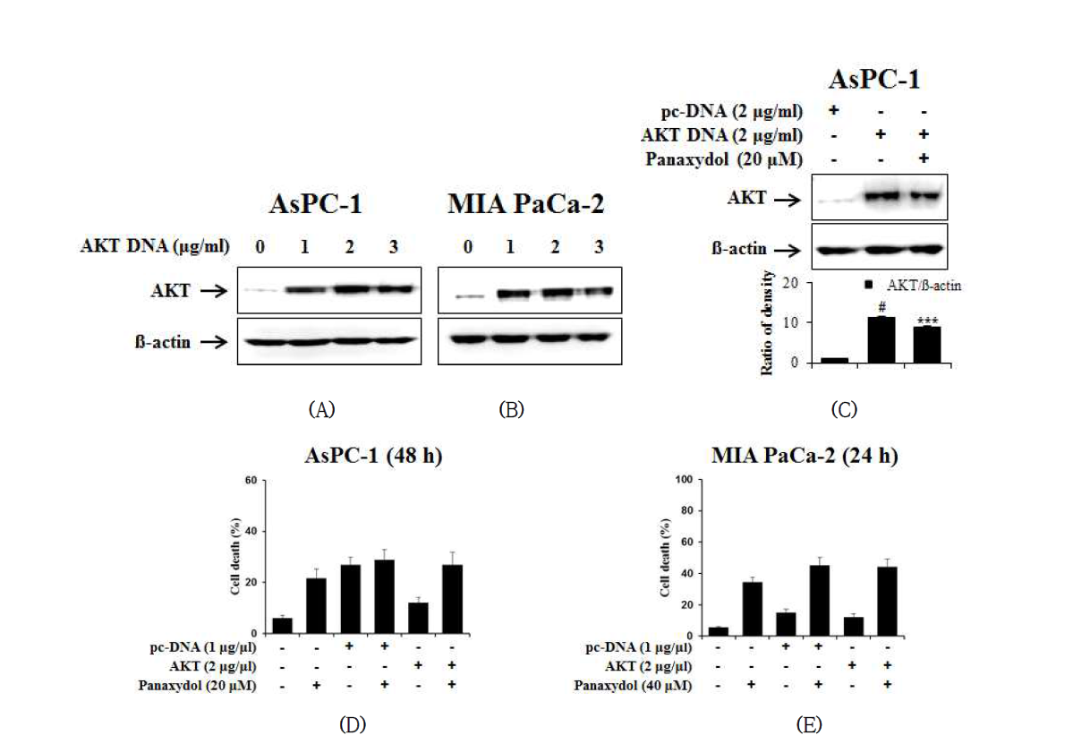 Effects of AKT on panaxydol-induced apoptosis in AsPC-1 and MIA PaCa-2 cells.