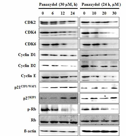 Effects of panaxydol on G1 arrest associated protein expression of A549 cells. A549 cells were treated with panaxydol for the indicated time or concentrations. CDK2, CDK4, CDK6, cyclin D1, cyclin D2, cyclin E, p21CIP1/WAF1, p27KIP1, p-Rb and Rb were analyzed by Western blotting. β-actin was used as an internal control.