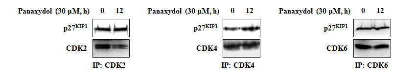 Effects of panaxydol on the binding between CDKs and CDKI in A549 cells.