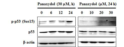 Effect of panaxydol on the phosphorylation of p53 in A549 cells. A549 cells were treated with panaxydol for indicated time or concentrations. β-actin was detected as protein loading control.