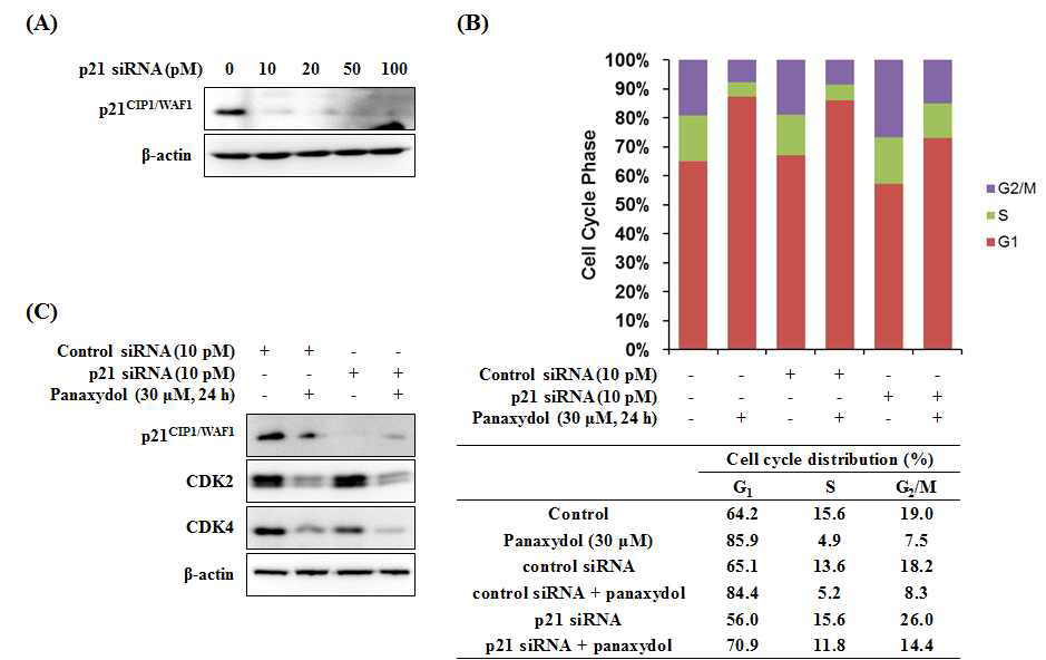 Effect of p21CIP1/WAF1 on panaxydol-induced cell cycle progression in A549 cells. A549 cells were transfected with either p21CIP1/WAF1 siRNA, or non-specific control siRNA for 24 h.