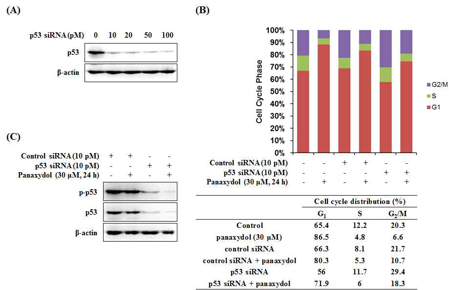 Effect of p53 on cell cycle progression in panaxydol-treated A549 cells. A549 cells were transfected with either p53 siRNA, or non-specific control siRNA for 24 h.