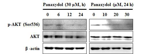 Effect of panaxydol on the AKT phosphorylation in A549 cells. A549 cells were treated with panaxydol for indicated time or concentrations. β-actin was detected as protein loading control.