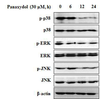 Effect of panaxydol on the MAPK phosphorylation in A549 cells. A549 cells were treated with panaxydol (30 μM) for 6, 12, 24 h. β-actin was detected as protein loading control.