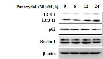 Effect of panaxydol on the autophagy marker protein expression in A549 cells. A549 cells were treated with panaxydol for indicated time or concentrations. β-actin was detected as protein loading control.