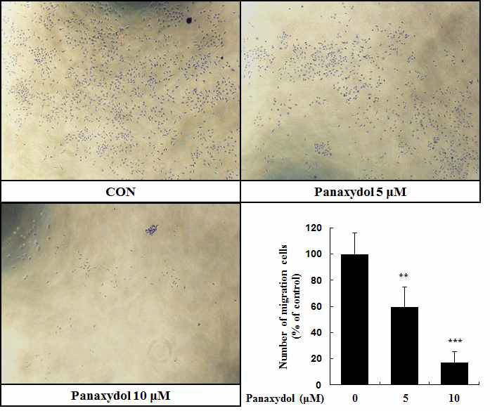 Panaxydol inhibits migration in A549 cells. A549 cells were treated with indicated concentration of panaxydol. After 72 h, migrated cells were stained with crystal violet. The data shown represent mean ± SD of three independent experiments. **P < 0.01 and ***P < 0.001 versus control group.