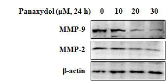 Effects of panaxydol on MMP-9 and MMP-2 protein expression in A549 cells. A549 cells were treated with panaxydol for indicated time or concentrations. β-actin was detected as protein loading control.