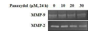 Effects of panaxydol on MMP-9 and MMP-2 activity in A549 cells. Suppressive effects of panaxydol (10, 20 and 30 μM) on enzymatic activity of gelatinases. MMP-9 and MMP-2 activities were observed in A549 cells, evaluated by gelatin zymography.