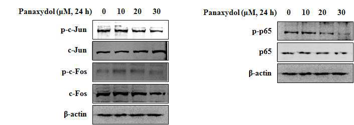 Effects of panaxydol on AP-1 and NF-κB phosphorylation in A549 cells. A549 cells were treated with panaxydol for indicated time or concentrations. β-actin was detected as protein loading control.