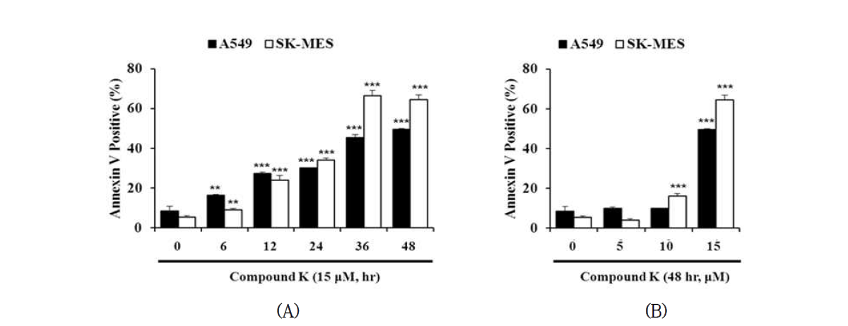 Effect of compound K on induction of apoptosis in A549 and SK-MES cells.