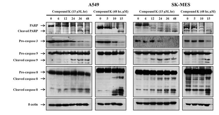 Activation of caspases in compound K-induced apoptosis in A549 and SK-MES cells.