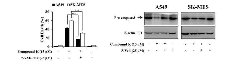 Effect of the caspase inhibitors on compound K-induced apoptosis in A549 and SK-MES.