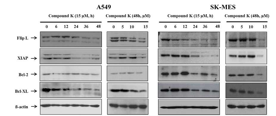 Effect of Compound K on the expression of anti-apoptotic protein in A549 and SK-MES cells.