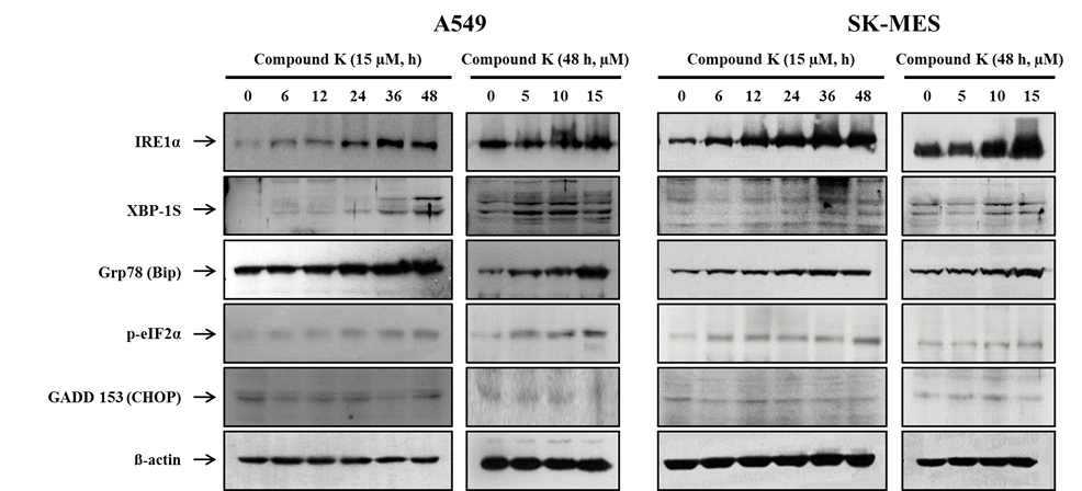 Induction of ER-stress and activation of unfolded protein response by compound K in A549 and SK-MES cells.