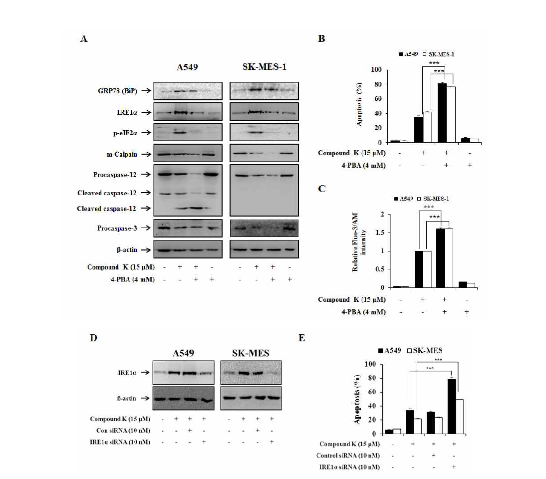 Compound K induced ER-stress inhibits apoptosis.