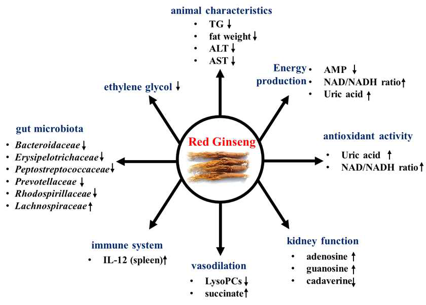 대사체 및 장내균총 분석 기반 인삼의 기능성