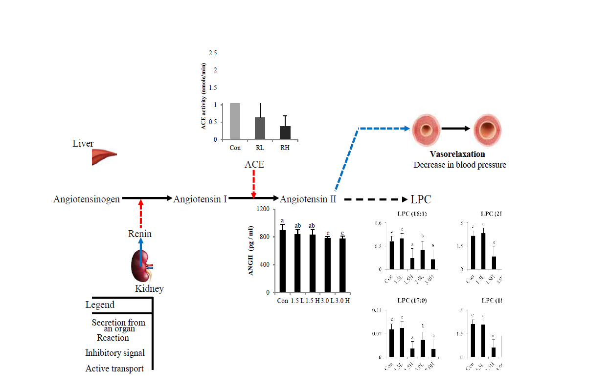 Validation of the vasorelaxation effect in the rats fed the PD/PT ginseng diet.