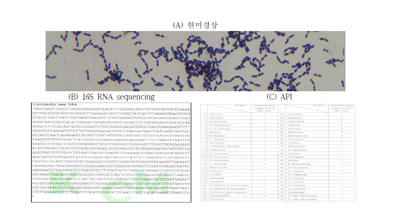 최종 선발균주 Lb.sakei 2-6-4의 현미경상 및 균주 동정 실험 결과