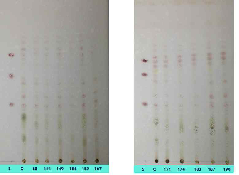 Thin Layer Chromatography에 의한 gensenoside 분석