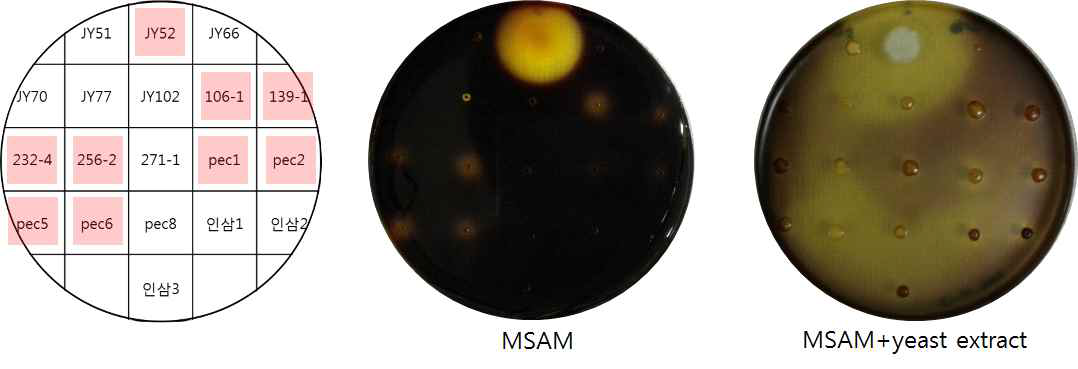 분리균주 8종 및 기존분리균주 11종의 pectinase screening
