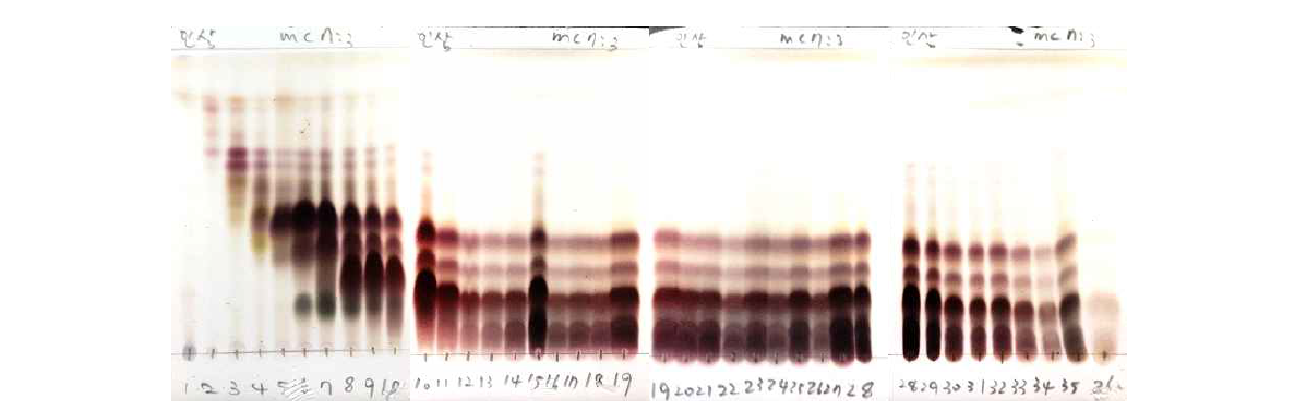 4번 fraction 2차 분리 TLC.