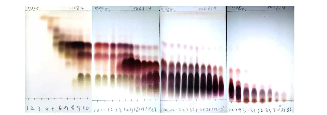 5번 fraction 2차 분리 TLC.