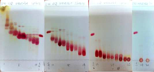 5-4번 fraction 3차 분리 reverse phase TLC.