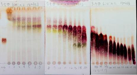 5-5번 fraction 3차 분리 TLC.