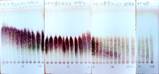 4-5-4번 fraction 4차 분리 TLC.