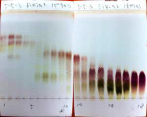 5-5-3 fraction 4차 분리 TLC