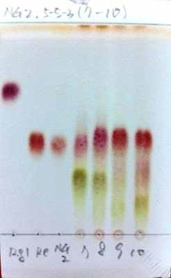 Ginsenoside Rg1, Re, NG A, 5-5-3 fraction(7-10)의 TLC.