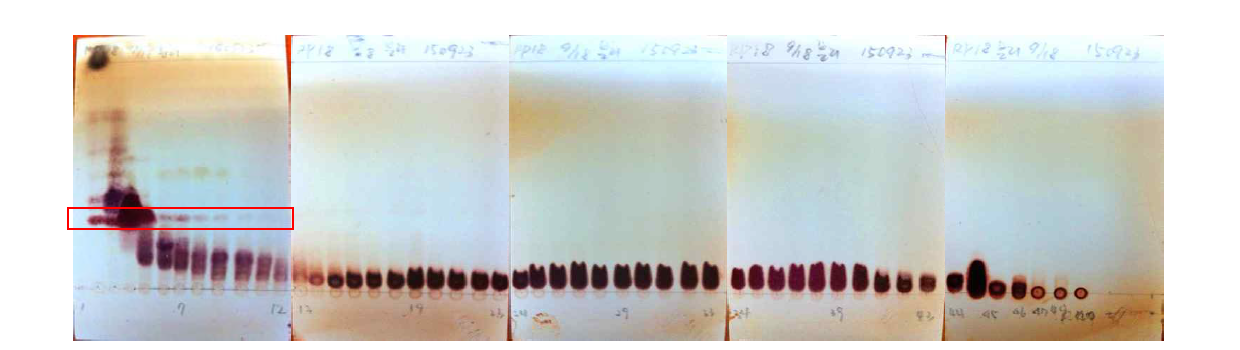 5-5-2-2 fraction의 reverse phase TLC 패턴.