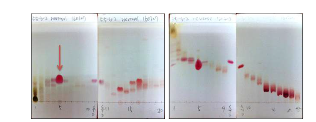 5-5-3-2 fraction 5차 분리 normal, reverse TLC.