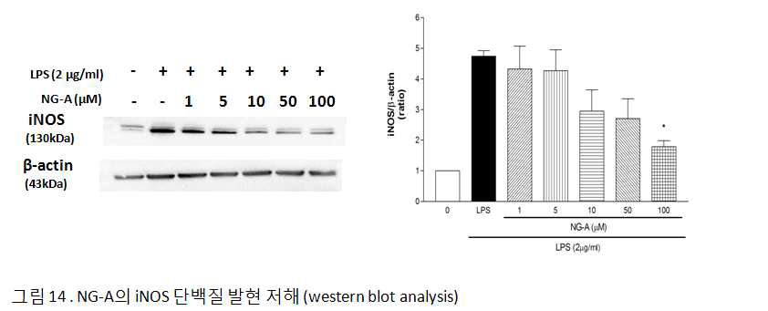 iNOS 단백질 발현 저해효과.