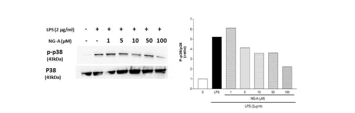 p38 인산화 억제효과.