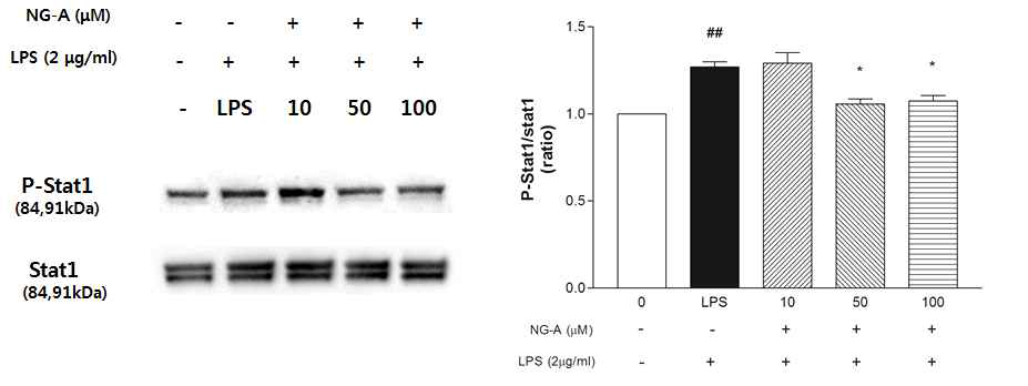 BV-2 세포내 Stat-1의 인산화에 미치는 영향.
