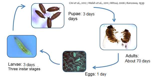 초파리의 life cycle