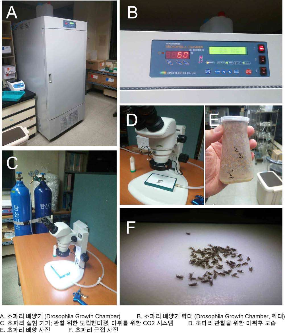 초파리 실험 시스템 구축 및 배양