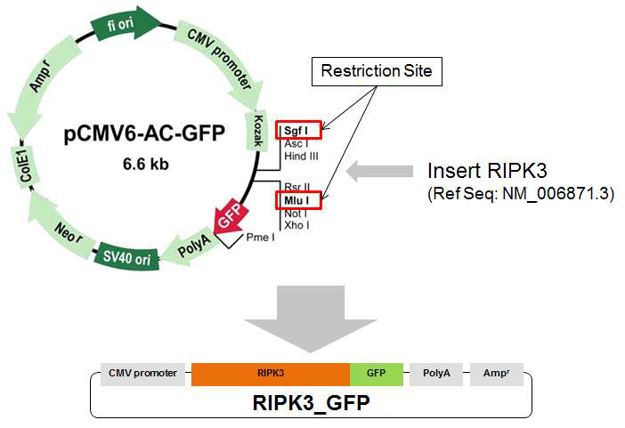 RIPK3-GFP 발현 Recombinant plasmid 제작