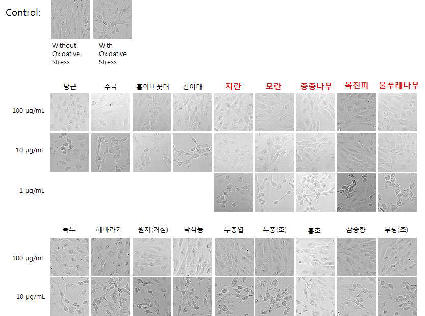 식품소재의 농도별 (1, 10, 100 ug/mL) 세포사멸 억제 효능