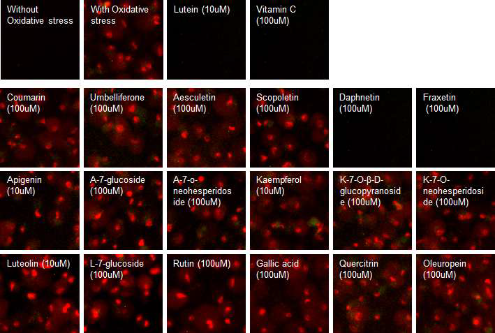 단일물질 18종에 의한 산화적 스트레스 유발 세포사멸 억제 효능 (1번째 줄: Controls)