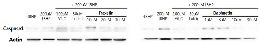 Pyroptosis: Fraxetin과 daphnetin이 caspase 1에 미치는 영향