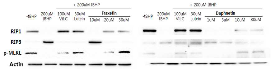 Necroptosis: Fraxetin과 daphnetin이 RIP1, RIP3, p-MLKL에 미치는 영향